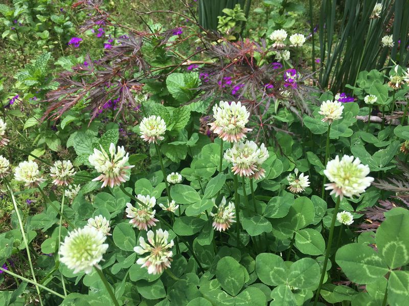 What makes white clover worth reconsidering?