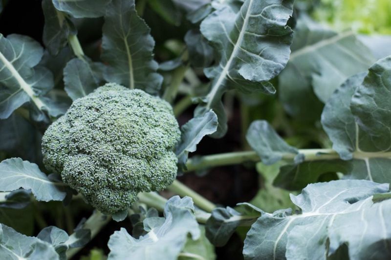 Early August Helps Some Gardeners Beat The Heat