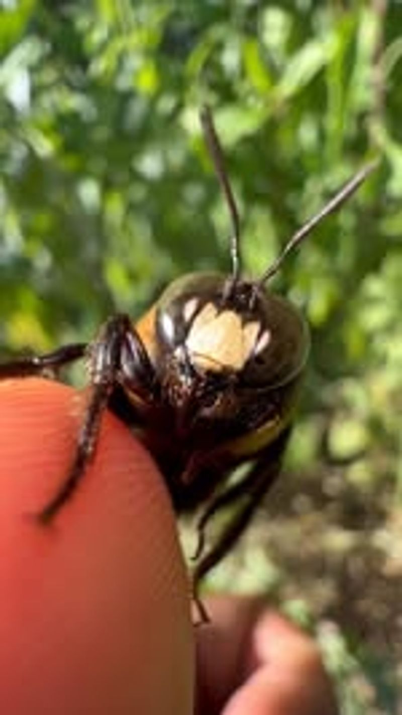 The Porch Buzz Often Comes From a Male
