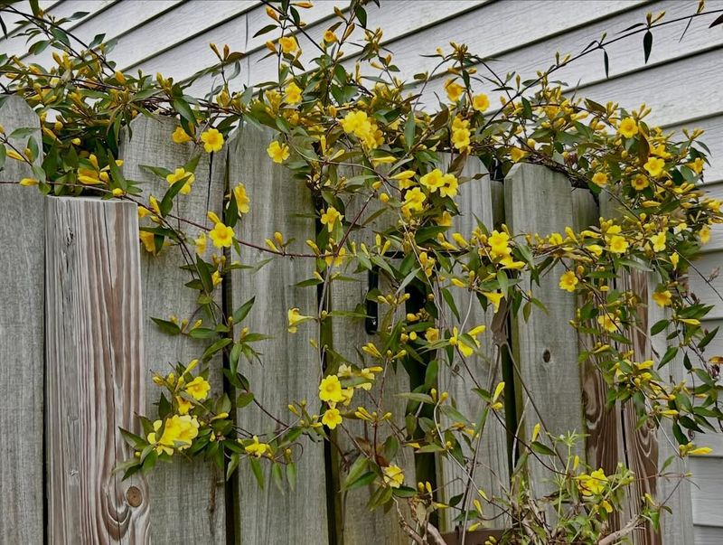Give Its Twining Stems Something To Hold