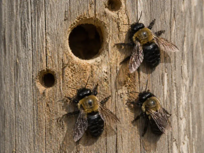 The Female Excavates a Nursery in the Wood