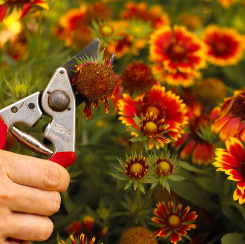 Deadheading Keeps Fresh Color Coming