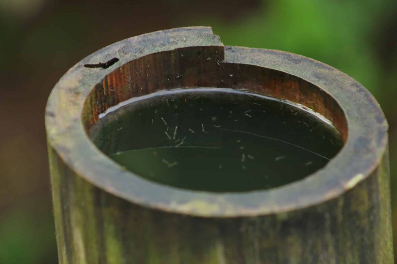 Remove mosquito breeding water every week