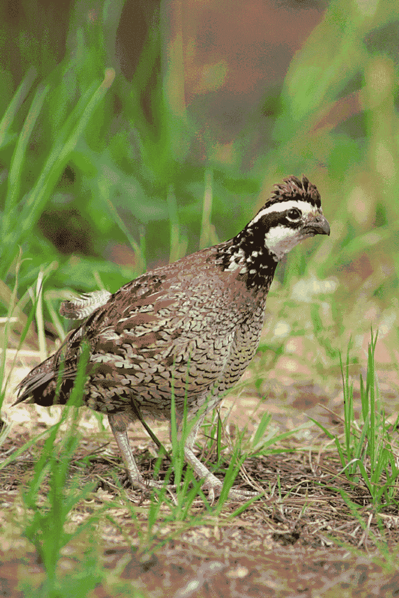A managed yard edge can help—but it cannot bring back bobwhites alone
