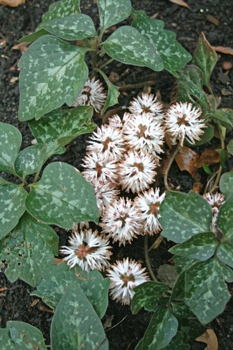 Allegheny Spurge Fills Tough Shady Corners