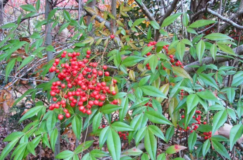 Clear the Berries Before You Dig