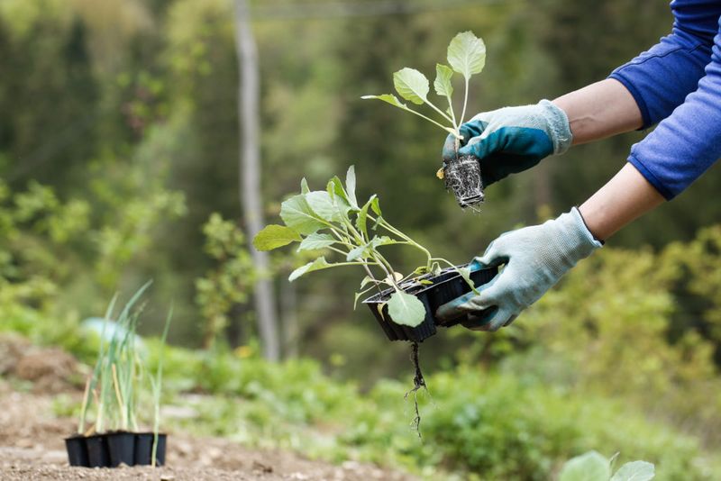Know Whether You Are Planting Seeds Or Transplants