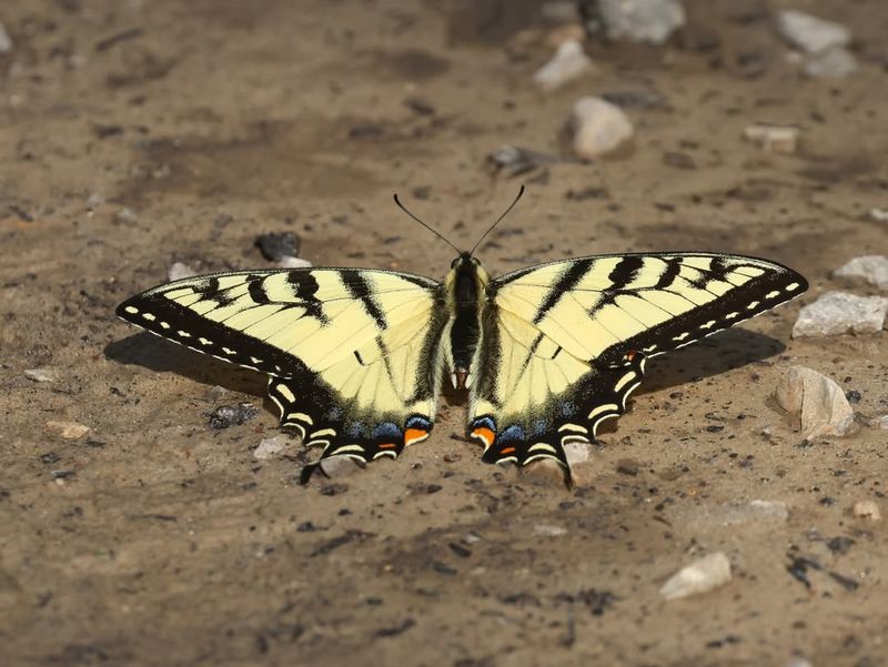 What Is the Butterfly Doing Here?