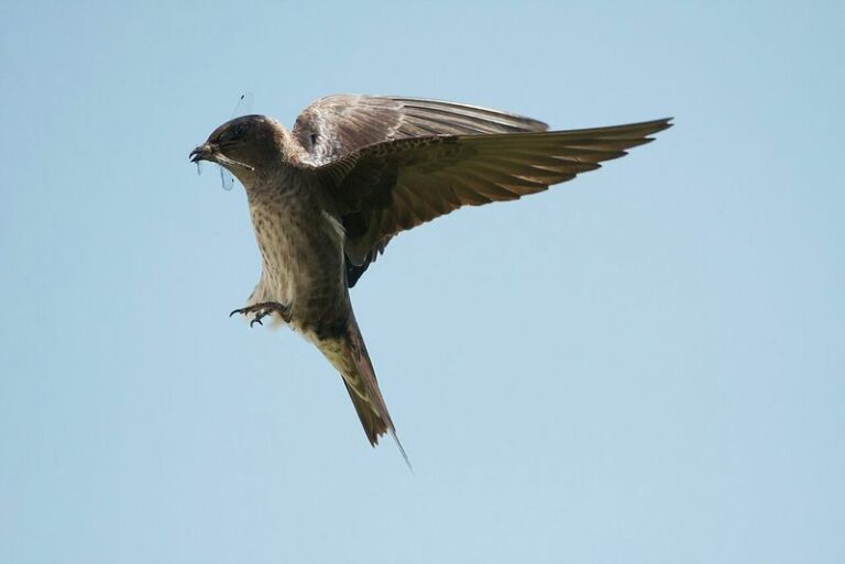 This North Carolina Bird Does More Mosquito Work Than Most Porch Gadgets Ever Will