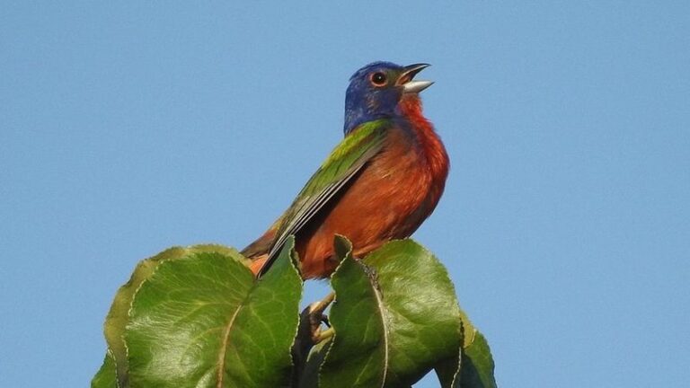 Simple Yard Habits That Keep Painted Buntings Coming Back To North Carolina Every Year