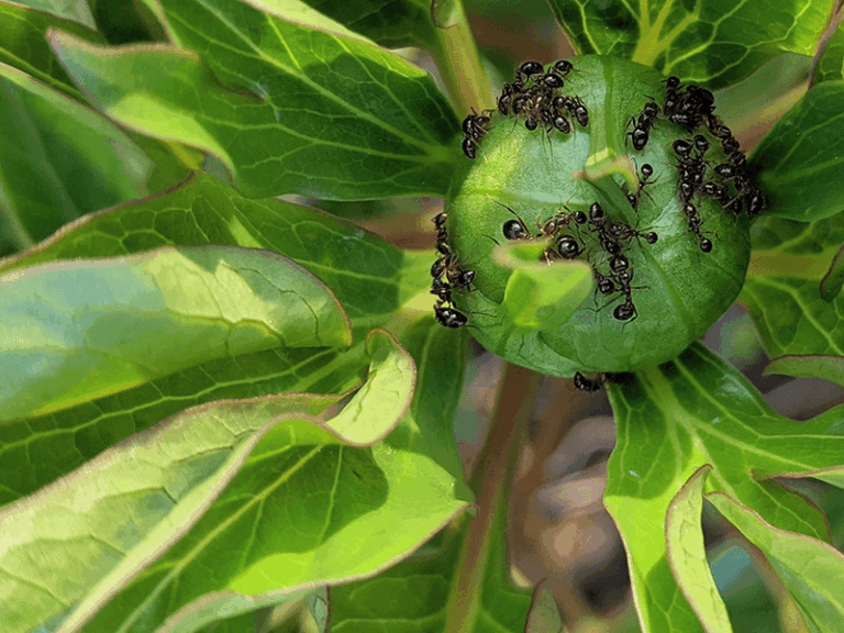What It Really Means When Ants Cover Your Peony Buds Before They Open