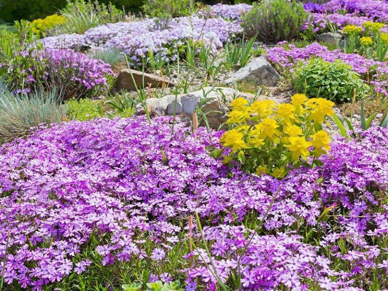 Small Perennials Fill Empty Garden Gaps Faster Than Most Homeowners Expect By Next Summer