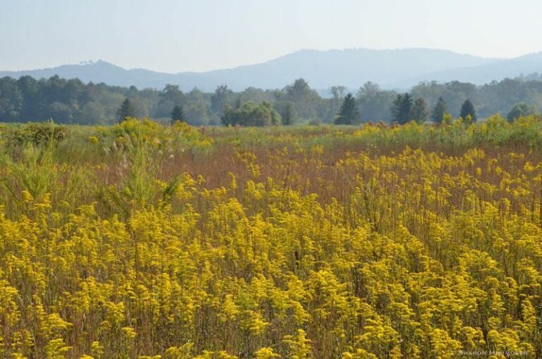 The North Carolina Native Goldenrods That Start Stealing The Show When Summer Beds Fade Out