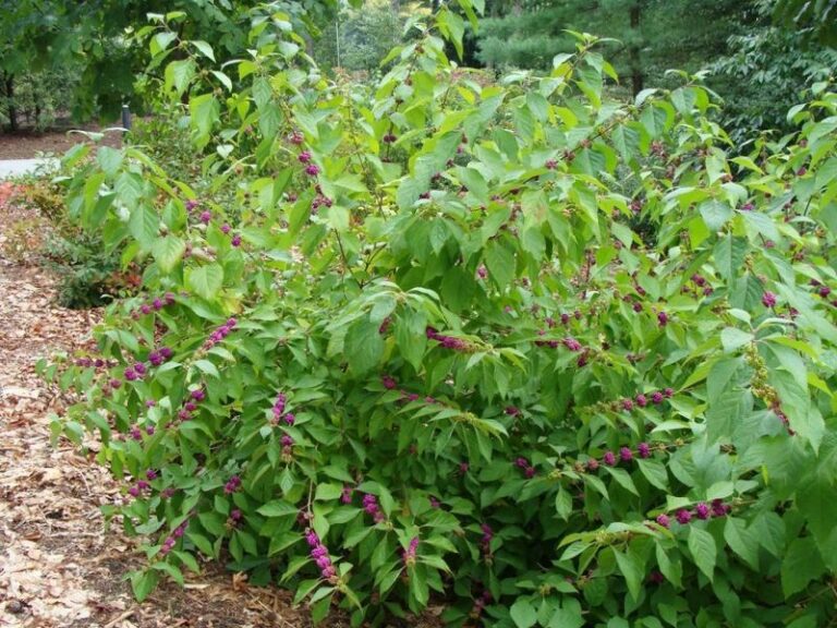 American Beautyberry: A Promising North Carolina Native Shrub for a Wildlife-Friendly Yard Edge