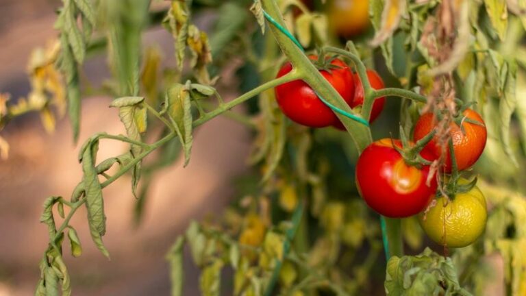 Your Tomato Plants Stall Out In Late Summer For One Simple Reason, They’re Running On Empty