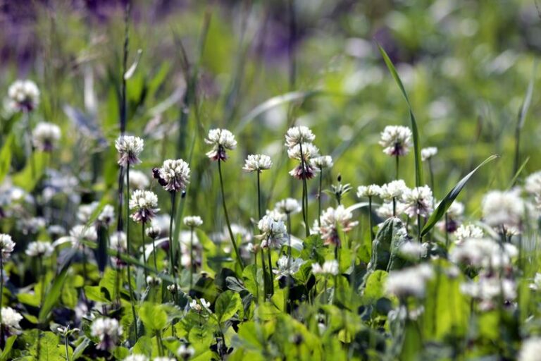 Why North Carolina Gardeners Should Stop Treating Clover Like A Lawn Weed