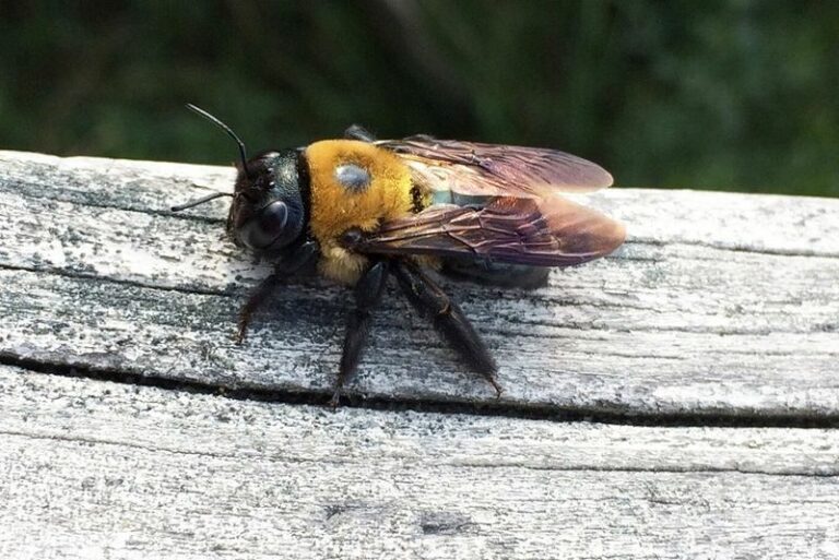 Why The Carpenter Bees Buzzing Your North Carolina Porch Are Not The Ones To Fear