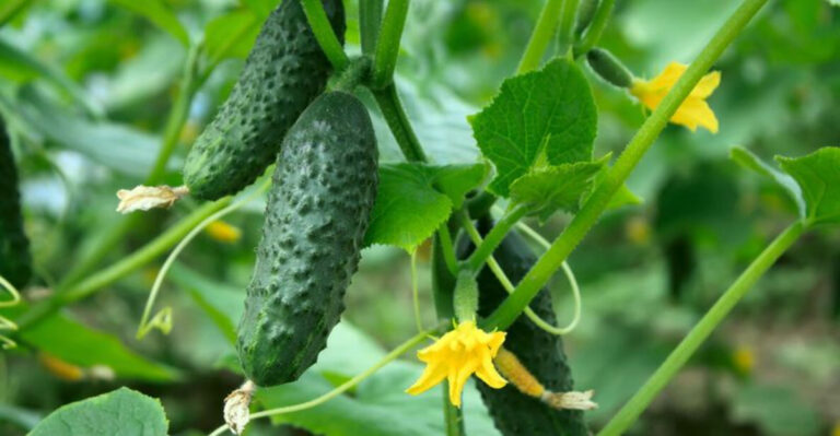 If Your Cucumber Vines Keep Flowering But No Cucumbers Ever Form, Here’s What’s Going Wrong
