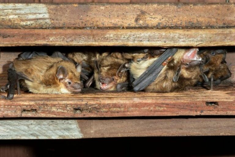 More Bats Around Your North Carolina Yard Means Fewer Mosquitoes At Dusk