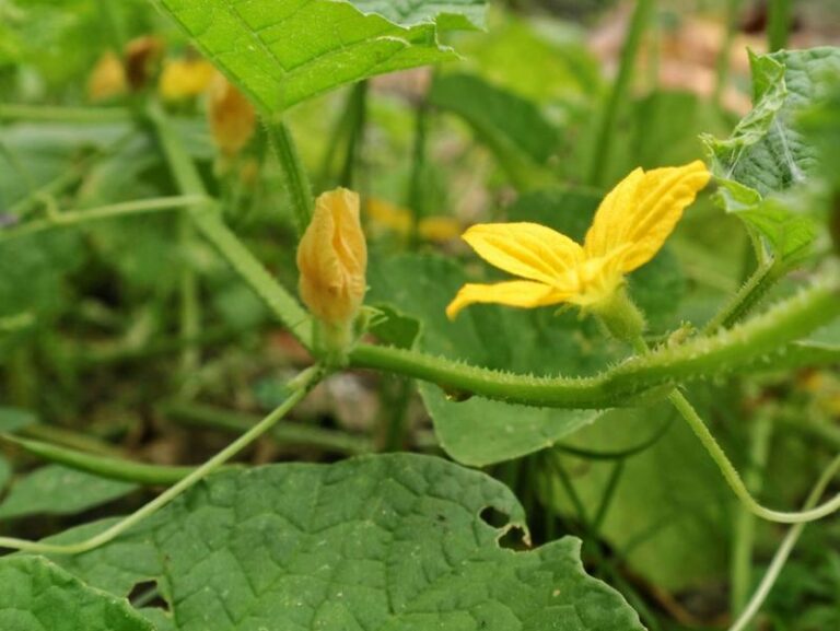 If Your Cucumber Vines Keep Blooming But Never Start Cucumbers, These Are The Usual Reasons