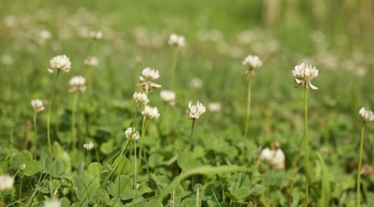 Why Clover Still Belongs In American Lawns After All These Years