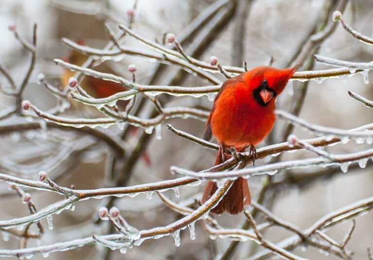The Meaning Behind Seeing Cardinals Near Your North Carolina Porch Goes Deeper Than Most People Think