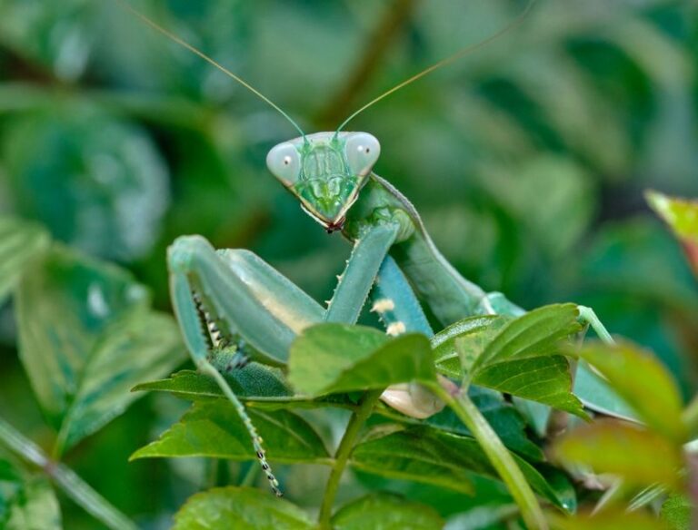 More Praying Mantises In Your North Carolina Garden Means More Pressure On Summer Pest Insects