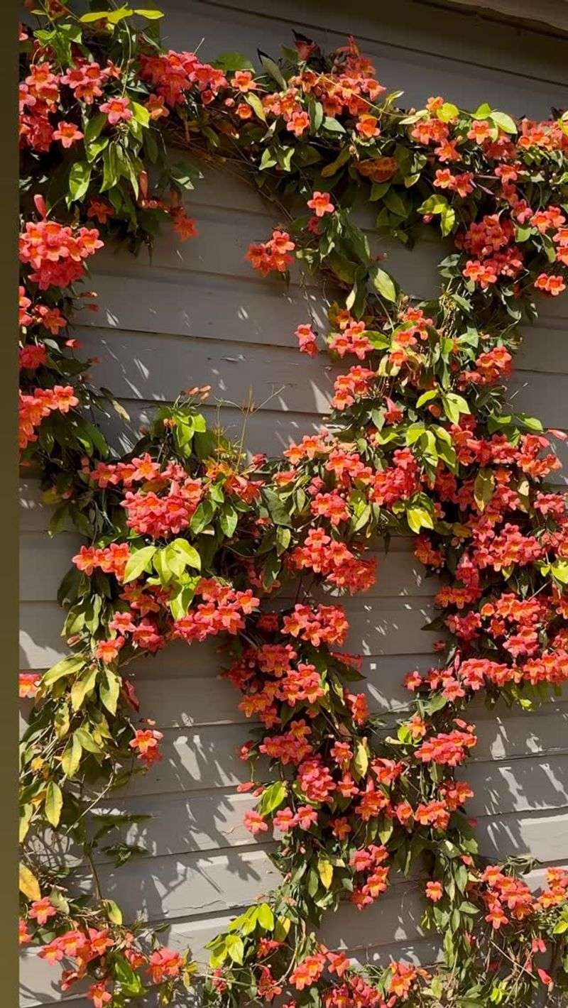 Crossvine Will Zoom Up Then Behave