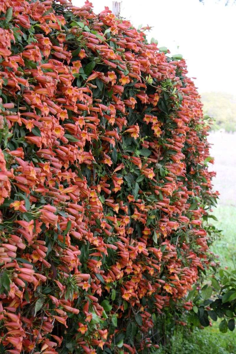 Crossvine Climbs with Dazzling Orange Trumpets