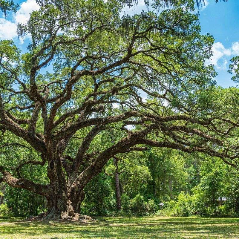 Live Oak Trees Offer Generations Of Shade
