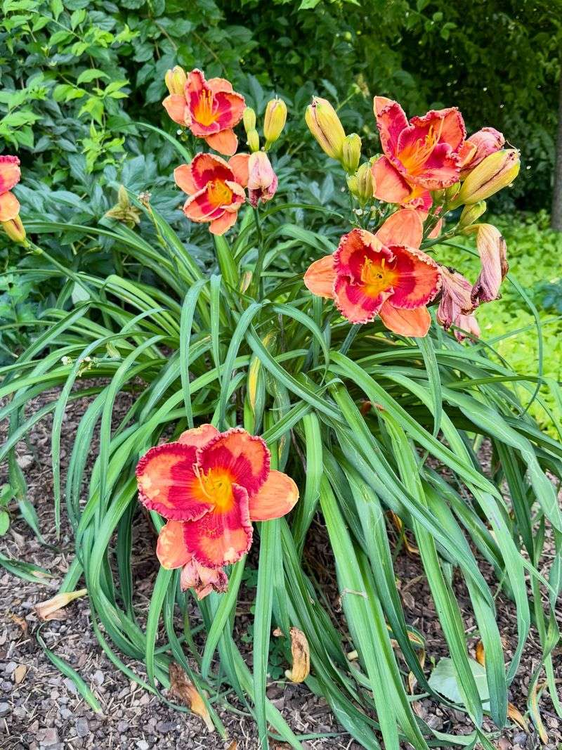 Daylily