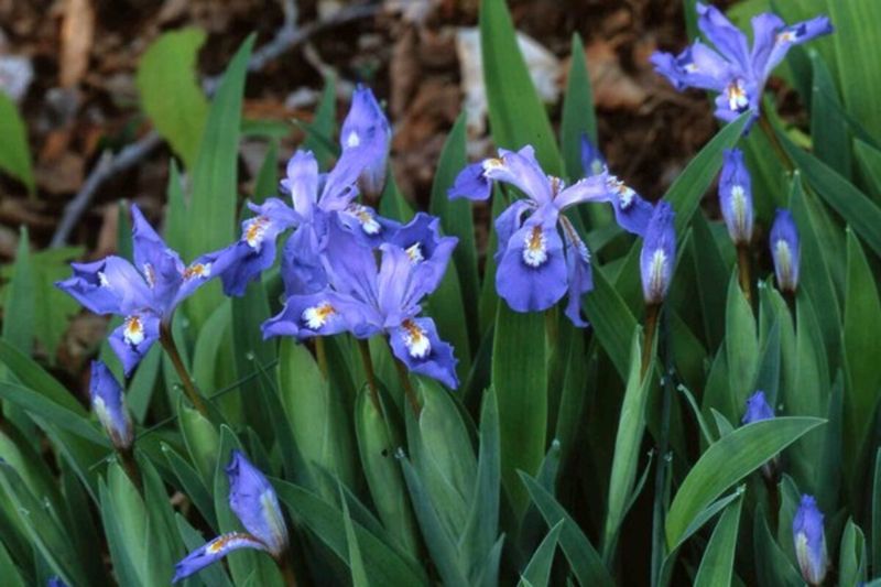 Dwarf Crested Iris
