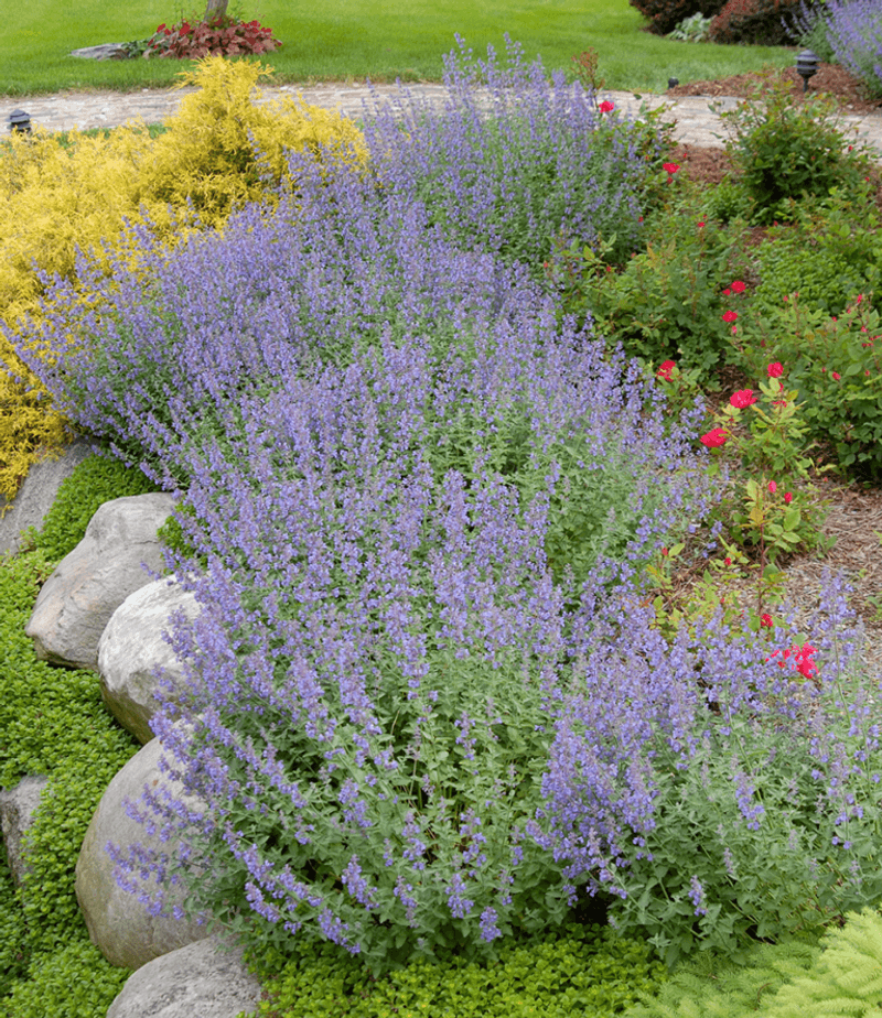 Catmint Spreads Into Silvery Drifts Fast