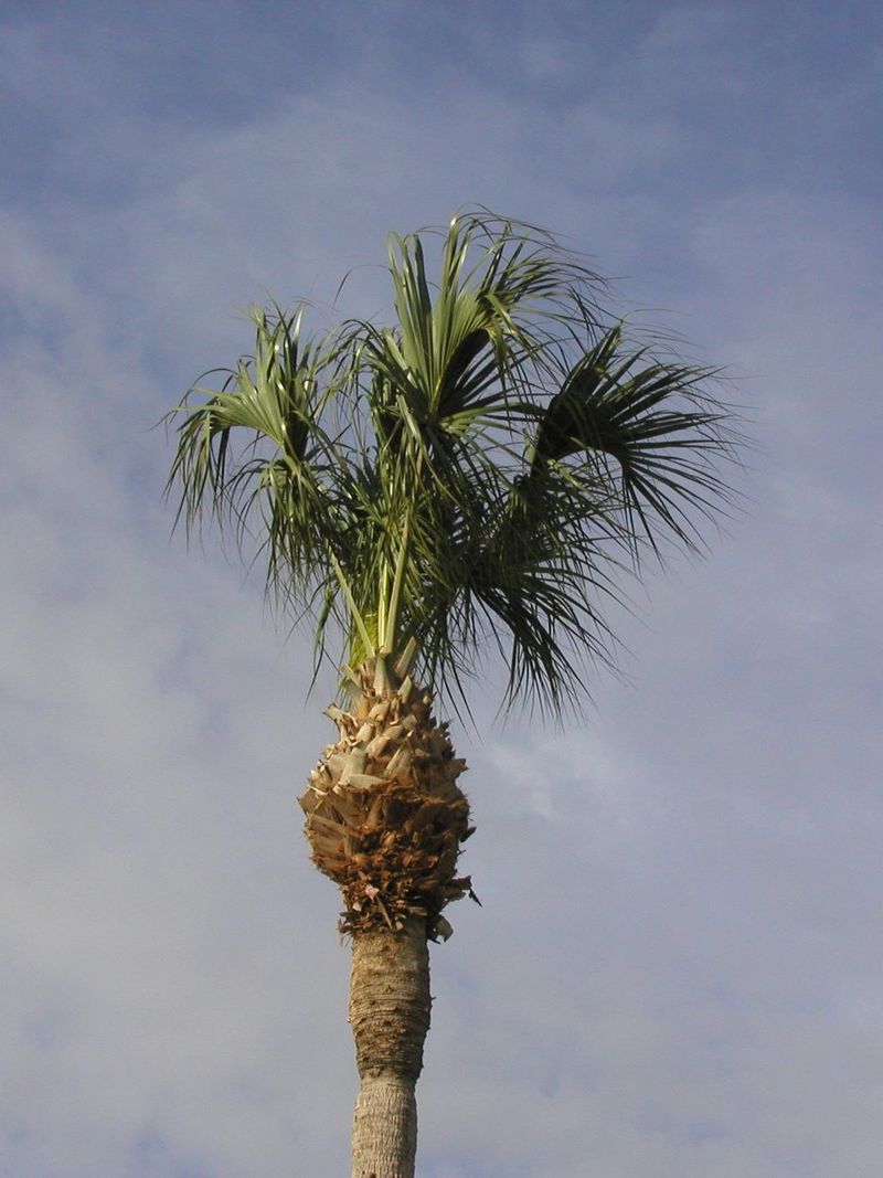 The Sabal Palm Provides Natural High-Rise Roosts