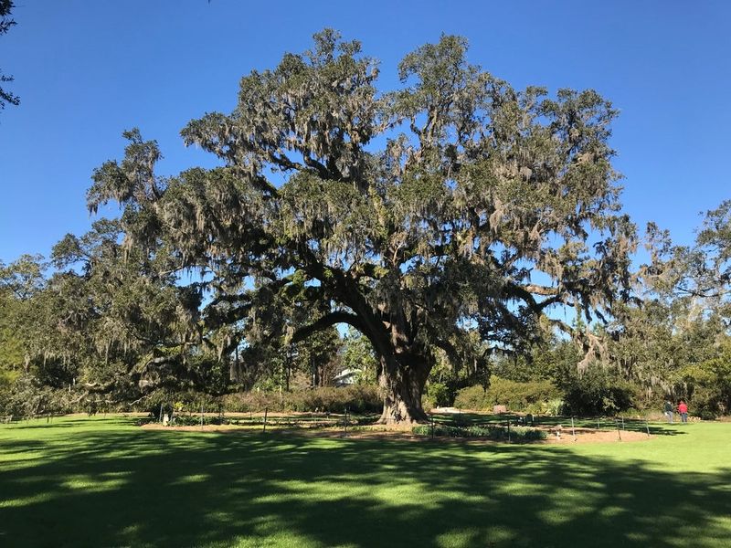 Live Oak Stands Strong, Demands Little