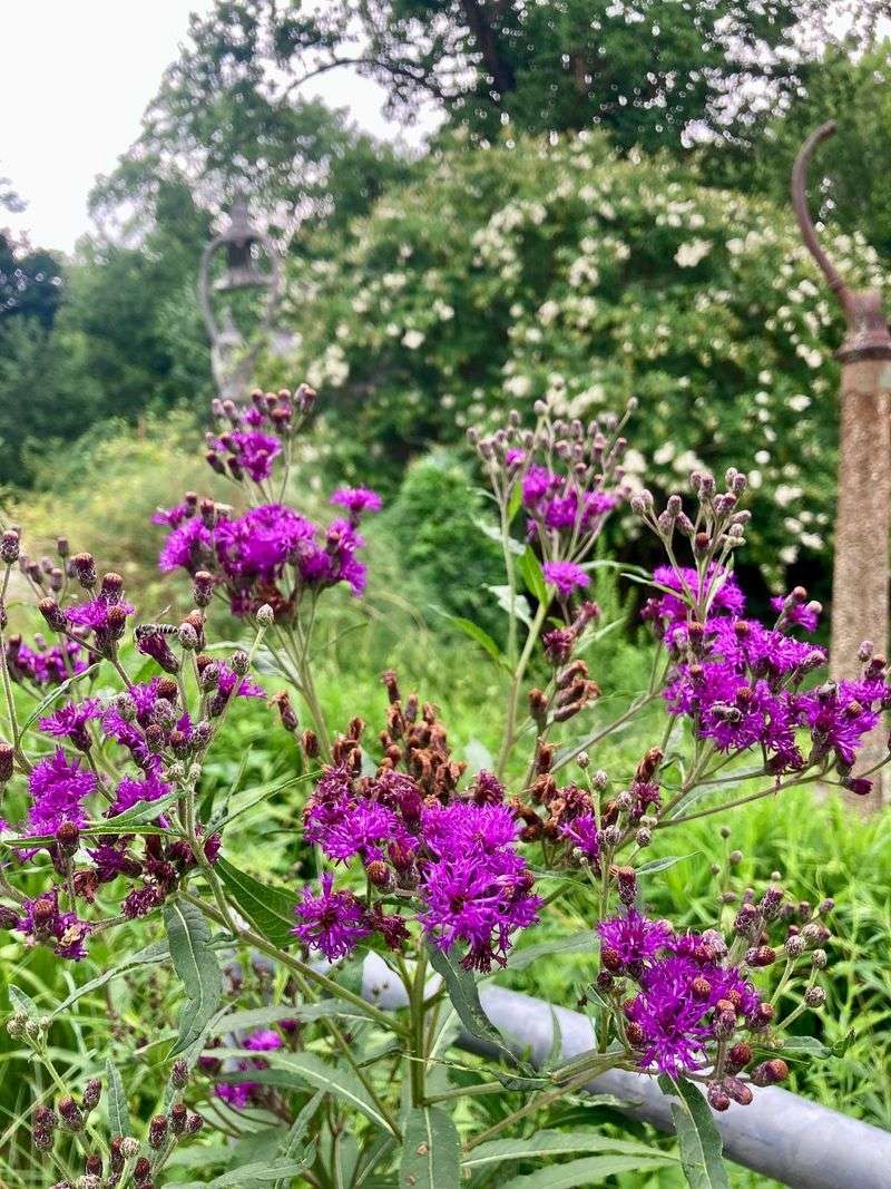 New York Ironweed Soars With Instant Height