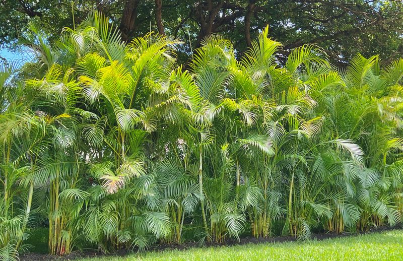 Areca Palms Provide Instant Tropical Seclusion