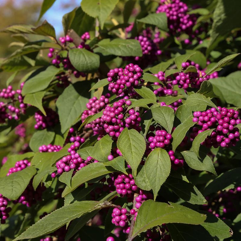 It Delivers Stunning Purple Berries That Last Into Winter