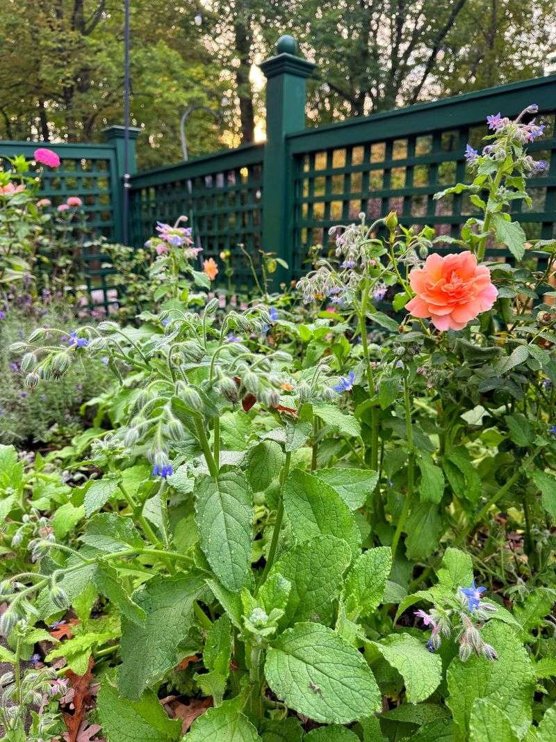 Borage Belongs Beyond the Vegetable Bed