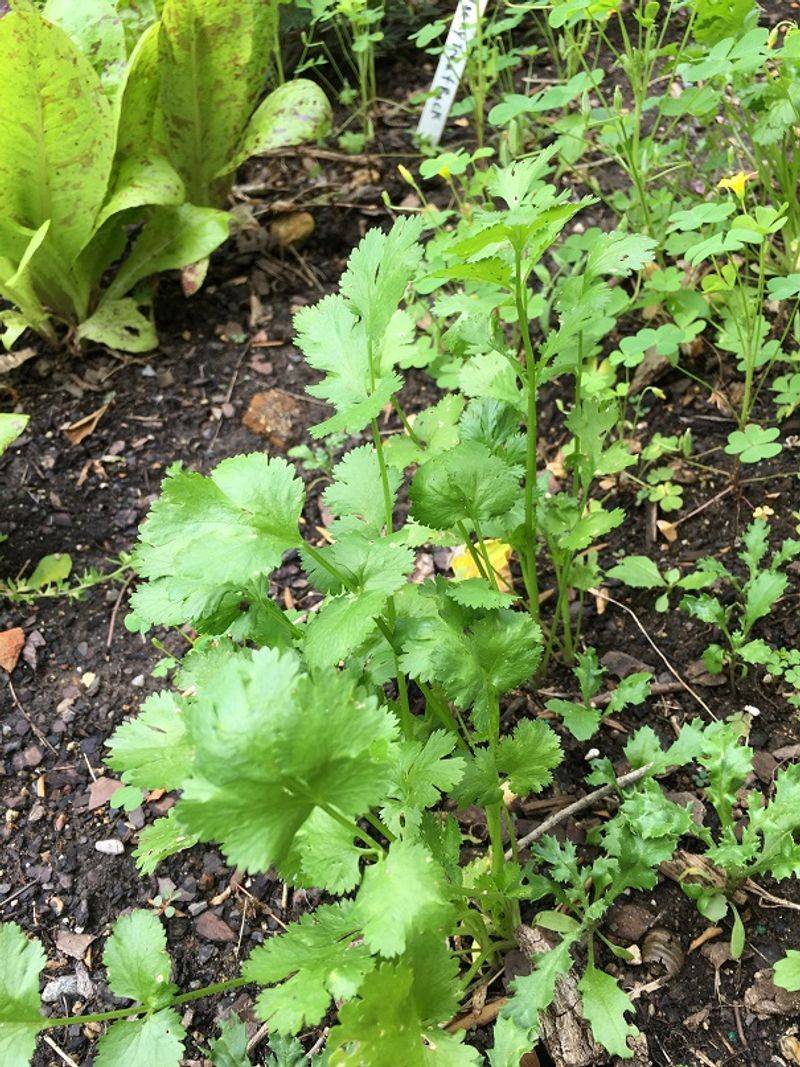 Cilantro Brings Zesty Freshness All Season Long
