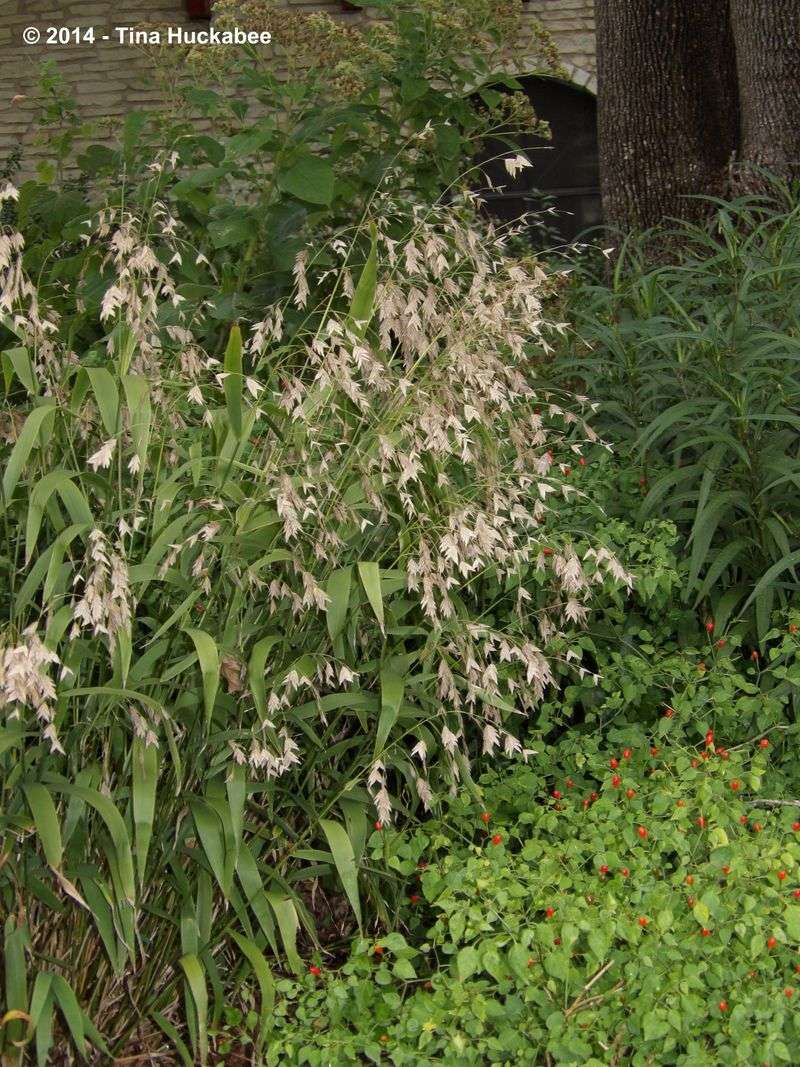 Inland Sea Oats Provide The Perfect Launchpad