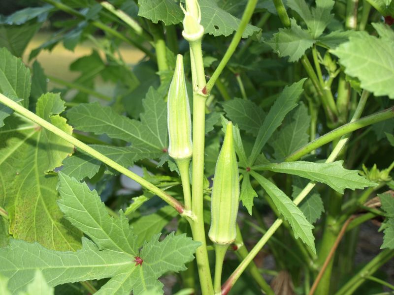 Okra Craves Our Carolina Summer Heat