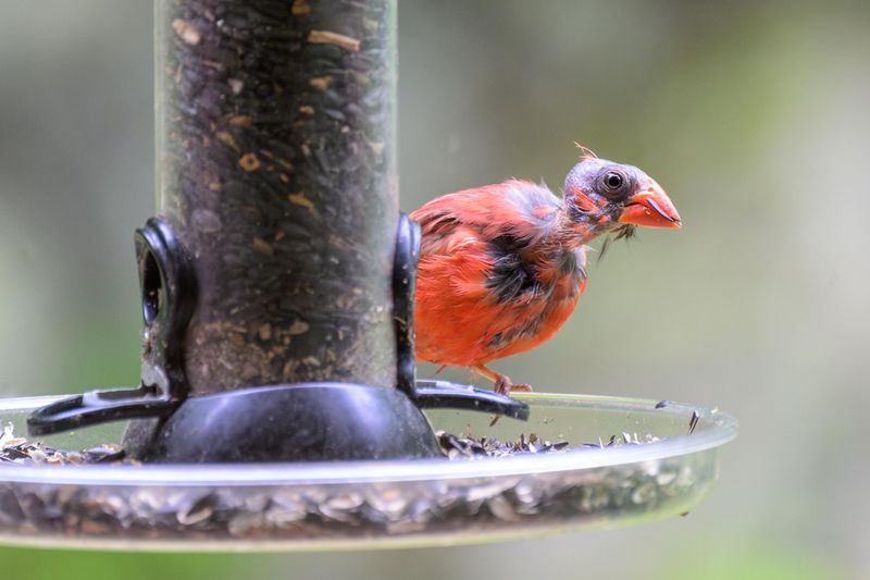 Why The Crest Can Vanish In A Burst