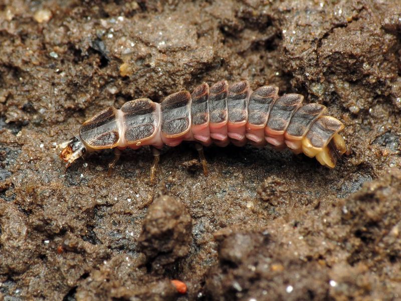Fireflies Depend on More Than a Plant Name