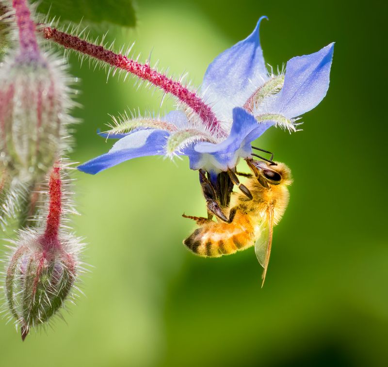 Bees Actually Visit the Flowers