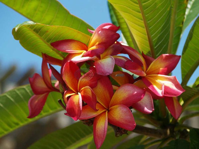Full Sun Builds the Flower Clusters