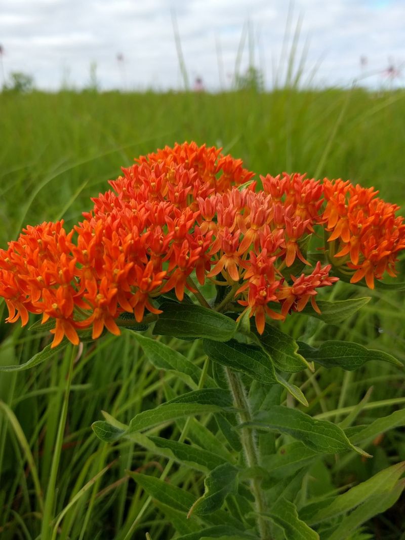 The Right Milkweed Depends on Your Garden