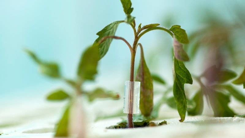 Choose Healthy Plants With Matching Stems
