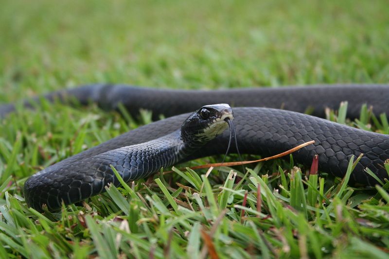Its Presence Signals Habitat and Prey, Not a Yard Score