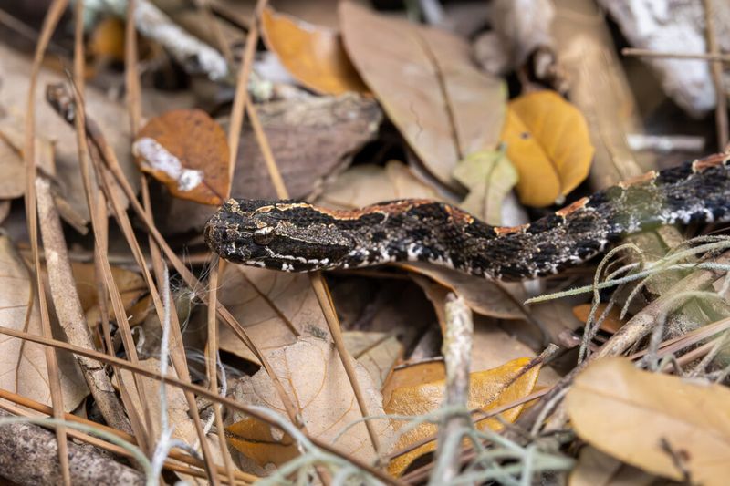 Silence Does Not Clear The Leaf Litter